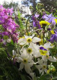 Фестивал пољског цвећа у Чајетини